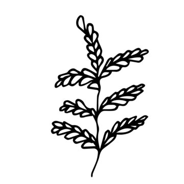 Hand drawn doodle leaf for textile design. Floral branch.