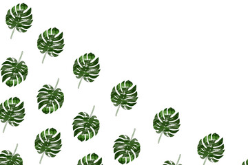 green monstera leaves pattern