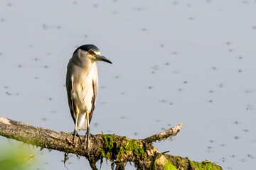 black crowned night heron bird sitting on a branch