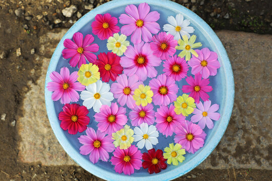 Chozubachi Images Browse 2 470 Stock Photos Vectors And Video Adobe Stock