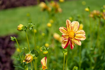 Einfachblühende Dahlie gelb-orange mit Nektar suchende Biene