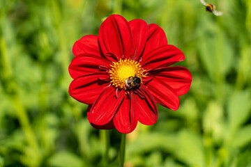 Blüte einer Einfachblühenden Dahlie (