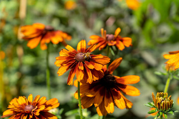 Dahlienblüte mit Biene beim Nektar sammeln  © Joerg