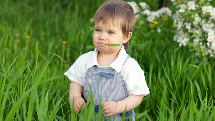 Funny little boy with blue bright eyes in overalls eating fresh green grass in a large blooming garden