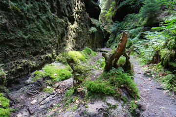 Fototapeta na wymiar weathered wood and green moss between the wet sandstone rocks