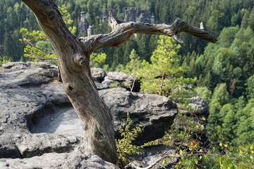Fototapeta na wymiar ancient tree grows on a weathered sandstone rock in the beautiful mountains