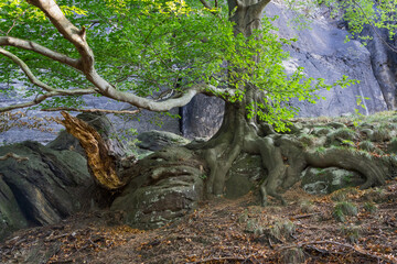 ancient graceful beech tree grows on the sandstone in the beautiful mountains