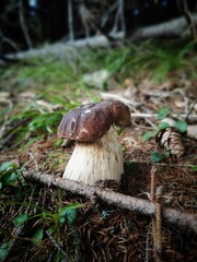a mushroom, a beautiful boletus edulis in the forest