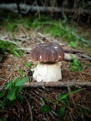 a mushroom, a beautiful boletus edulis in the forest