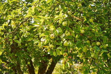 apple tree, Malus Mill, fruit tree