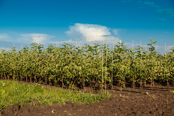 Fototapeta na wymiar Apple tree seedlings in the nursery on drip irrigation