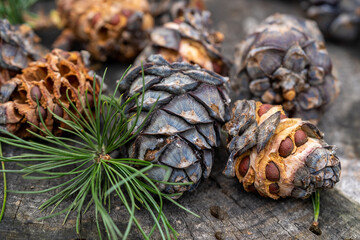 Cones from the swiss stone pine, pinus cembra. This is food for the nutcracker.