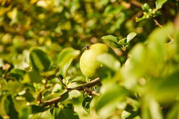 quince, quince fruit, cydonia oblonga