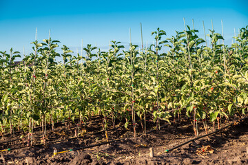 Fototapeta na wymiar Apple tree seedlings in the nursery on drip irrigation