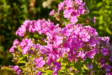 phloxes, phlox, flowers