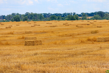 Obraz premium Rectangular straw bales on a field after the grain harvest