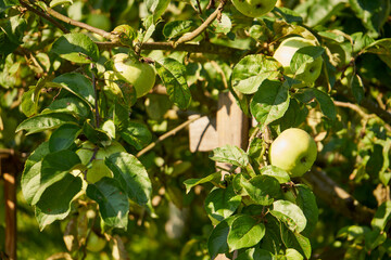 Obraz premium apple tree, Malus Mill, fruit tree