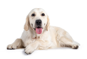 Handsome young adult male Golden Retriever dog, sitting up facing front. Tongue out of mouth, looking straight to camera. Isolated on a white background.