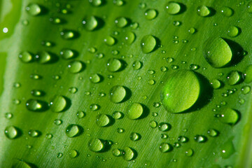 Plakat Green leaf with water drops
