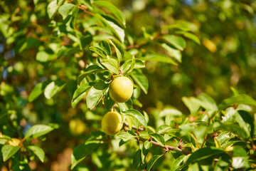 mirabelle plum, plum tree, prunus domestica