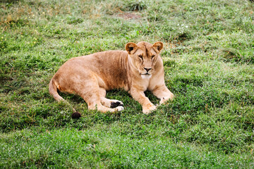 A female lion portrait. African lion in safari park.