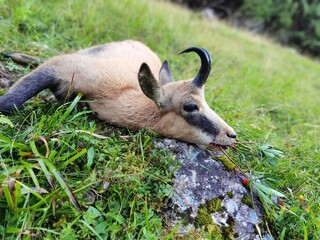 hunting of a young chamois buck on the mountains at a summer day