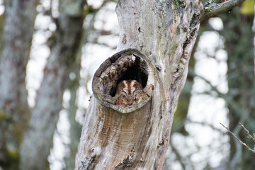 owl in hole of old tree