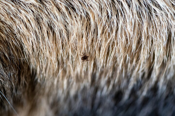 a dangerous ixodes ricinus, common wood tick, on the fur from a chamois, rupicapra rupicapra, in summer