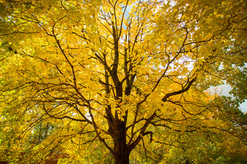 Tree With Leaves Of Maple In Sunny Autumn Park.