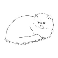 Hand drawing Persian cat persian cat vector sketch