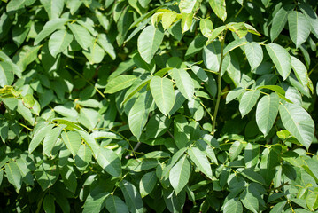 Blätter vom Kastanienbaum