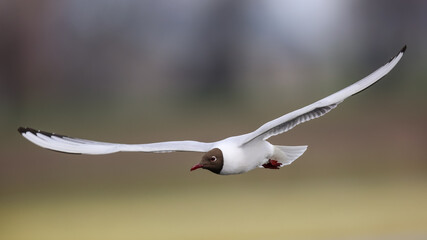The black-headed gull in flight 
