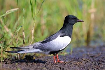 The white-winged tern standing on the ground