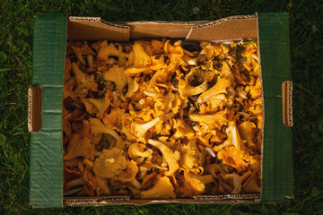 chanterelle mushrooms in the box