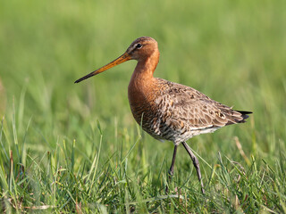 Black-tailed godwit feeding on a wet meadow