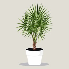 Potted fan palm tree in Flowerpot. Domestic Tropical Decorative plant in Pot Graphic Design Elements Isolated on Beigee Background. 