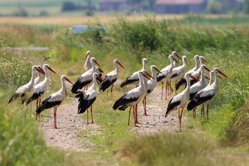 A large flock of white storks in the meadow