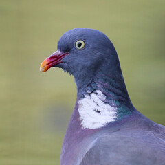Feral pigeons portrait