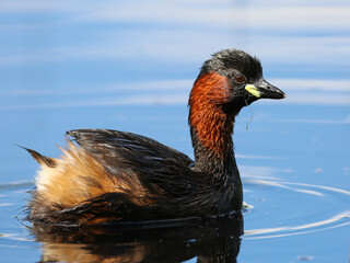 The little grebe swimming on the pond