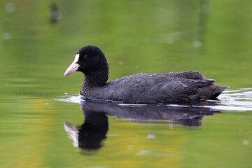 Eurasian coot  swimming on the pond
