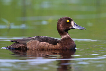 The tufted duck swimming on the pond