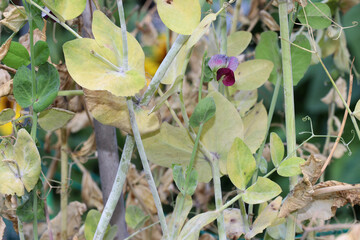 Fungal plant disease Powdery Mildew on a pea leaves and stems. Infected plant displays white...