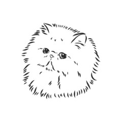 Hand drawing Persian cat persian cat vector sketch