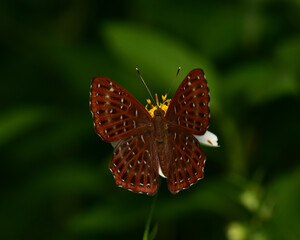Zemeros flegyas it is a small butterfly found in Southeast Asia.