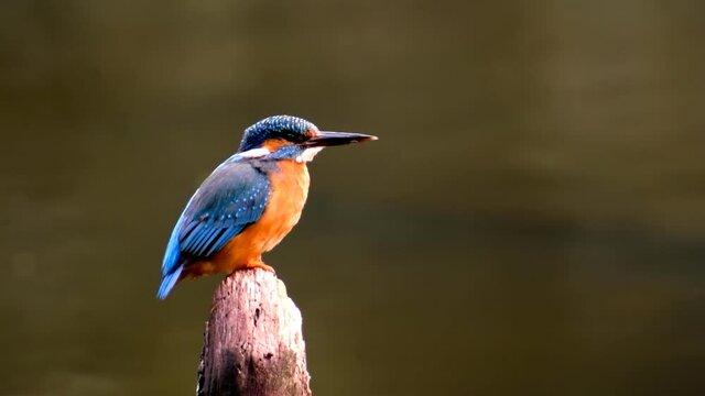 Female Common Kingfisher (Alcedo atthis), or Eurasian Kingfisher or River Kingfisher sitting on a branch with flowing water in the background.