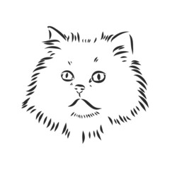 Hand drawing Persian cat persian cat vector sketch