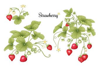 Strawberry branch with red berries. Clip art, set of elements for design Colored vector illustration. Isolated on white background.