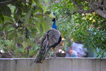 peacock in the garden