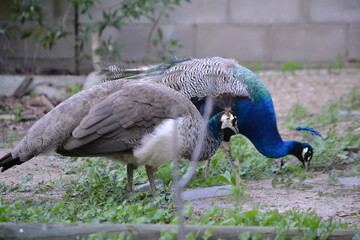 peacocks eating