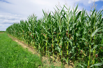 Naklejka premium young Stalks of big cornfield against blue sky vertical in the august sun